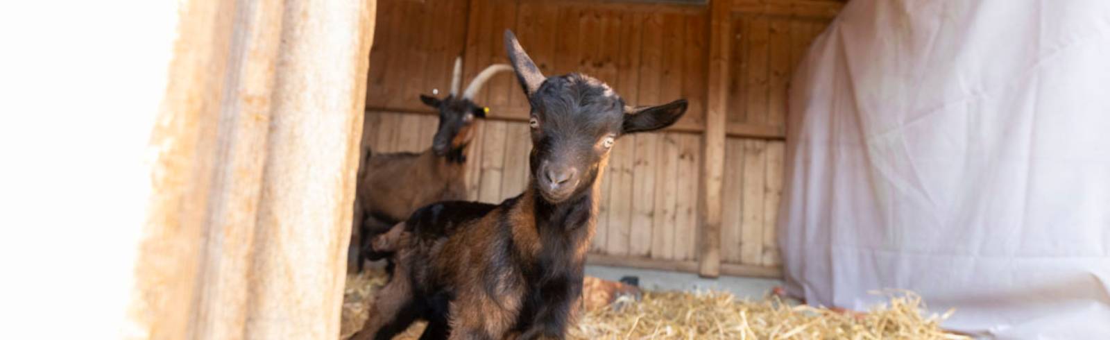 Bezirksflash: Süße Ziegenbabys am Rautenweg