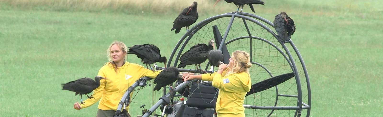 Tiergarten Schönbrunn: Waldrappen üben Fliegen