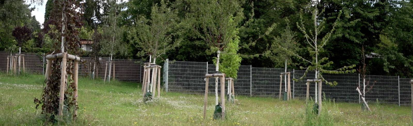 Waldfriedhof Hernals: Zurück zu den Wurzeln