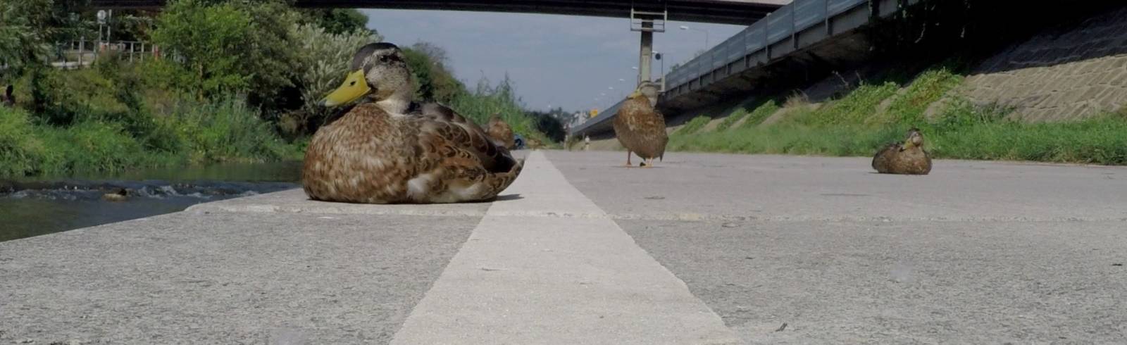 Wienfluss: Renaturierung als Zukunftsprojekt?