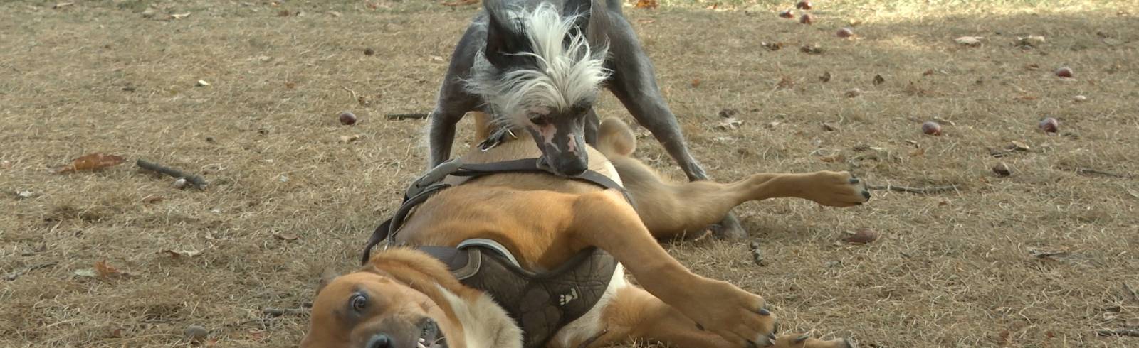 Das sagt Wien zur tödlichen Hunde-Attacke in OÖ