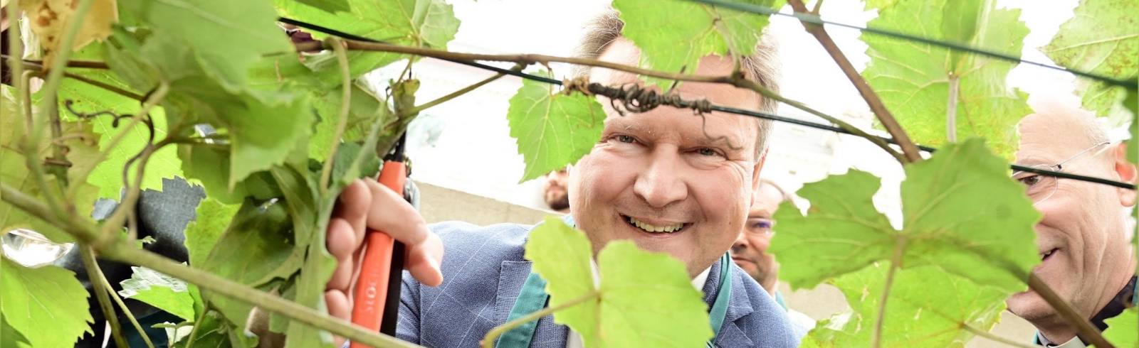 Ludwig wieder erster Trauben-Erntehelfer