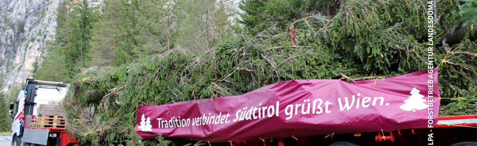 Bezirksflash: Wiener Christbaum unterwegs