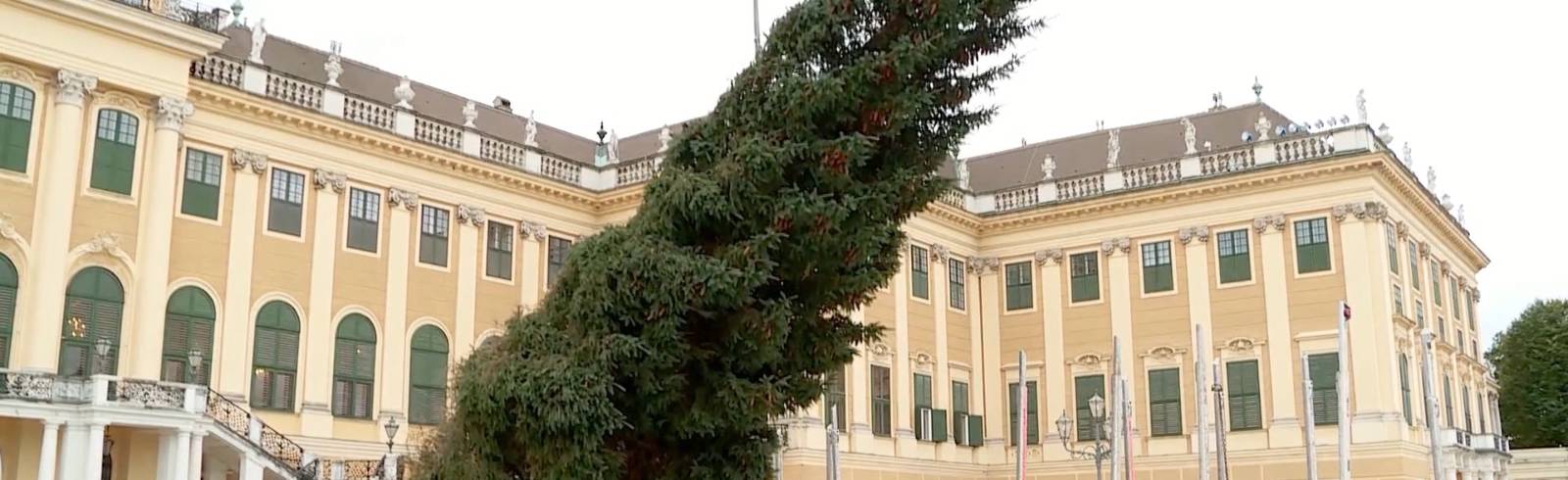 Schönbrunn: Christbaum aus dem Salzkammergut