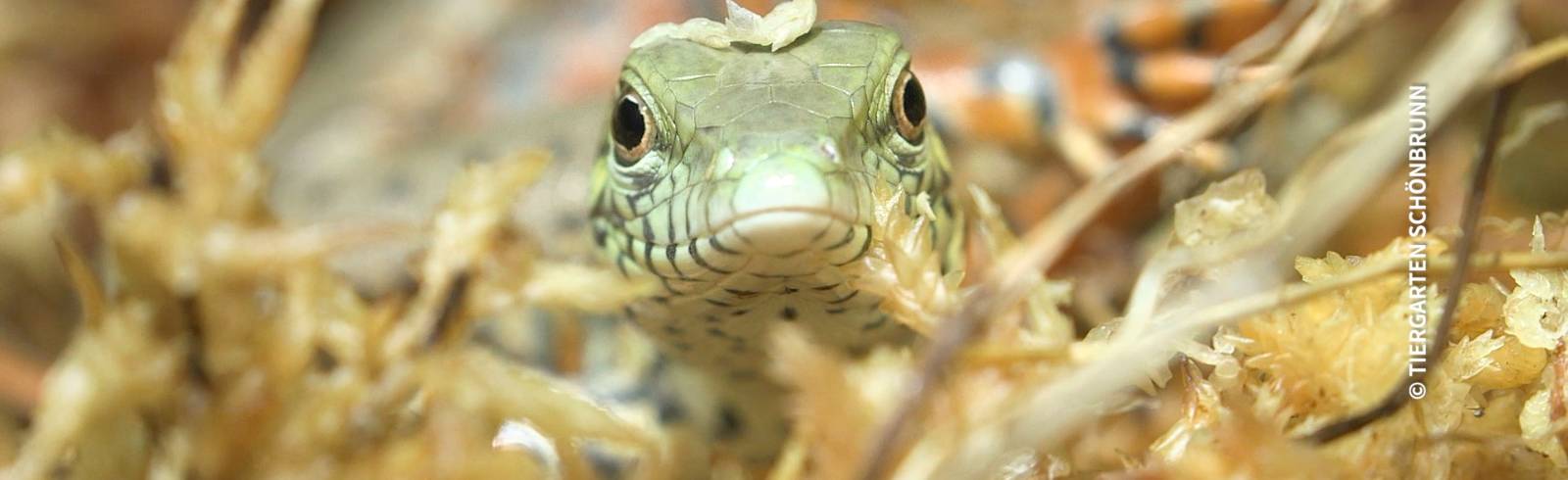 Bezirksflash: Tierischer Erfolg in Hietzing