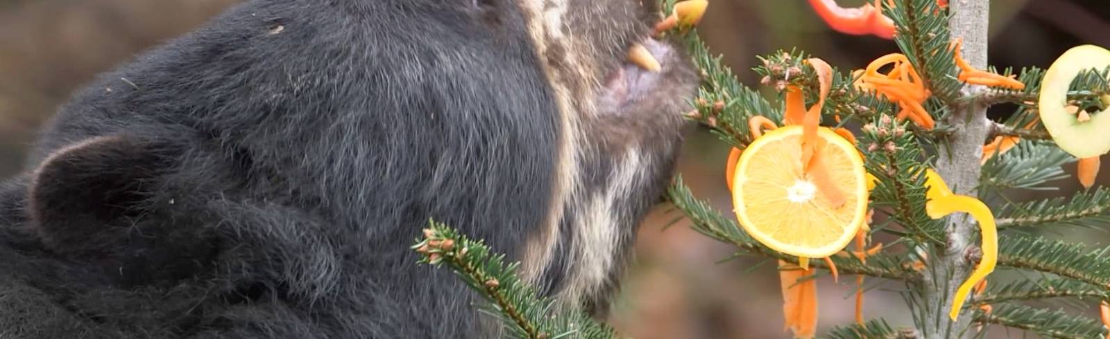 "Köstlicher" Christbaum für Brillenbären