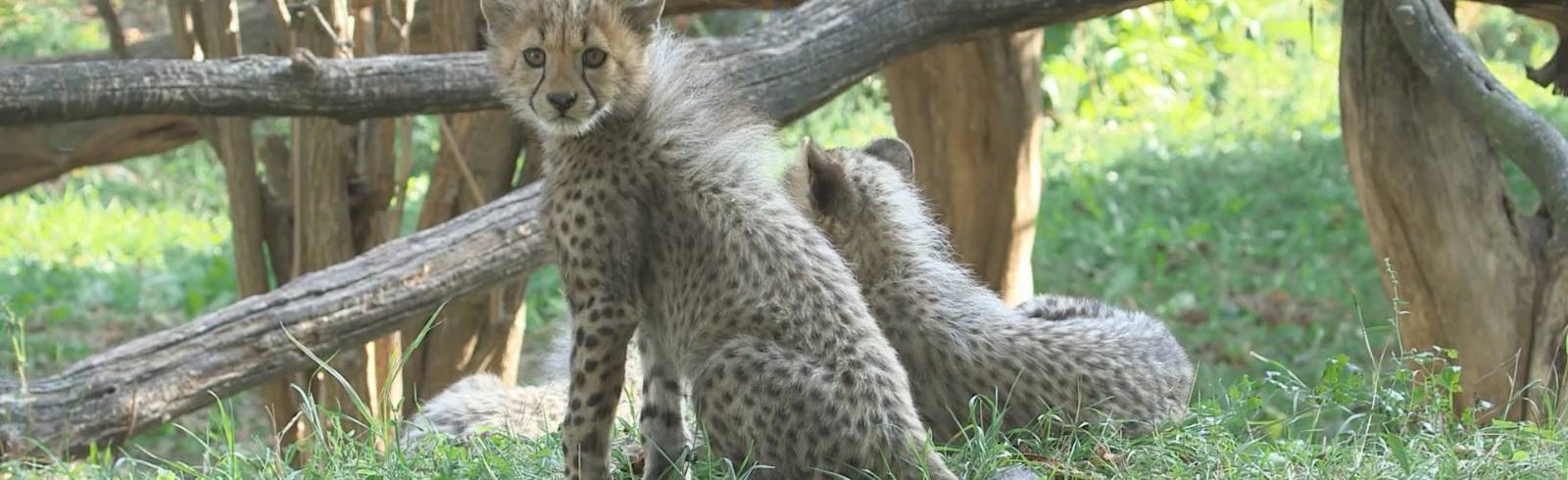 "Zwitschernde" Geparden im Tiergarten