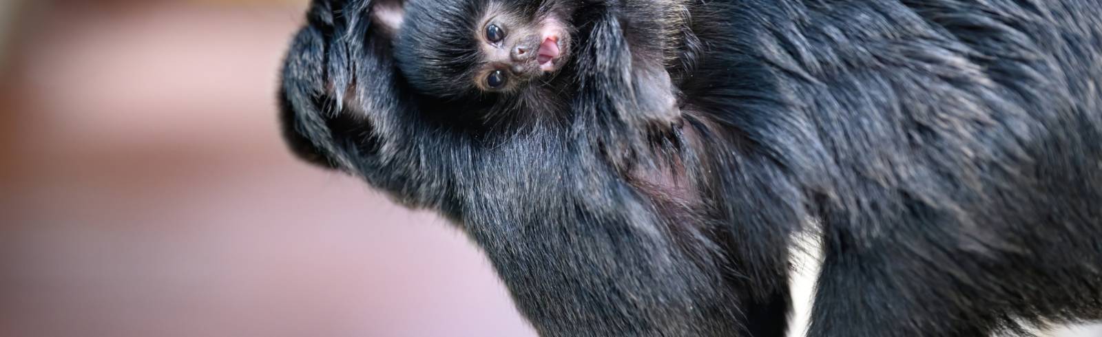 Springtamarin-Nachwuchs im Meereszoo