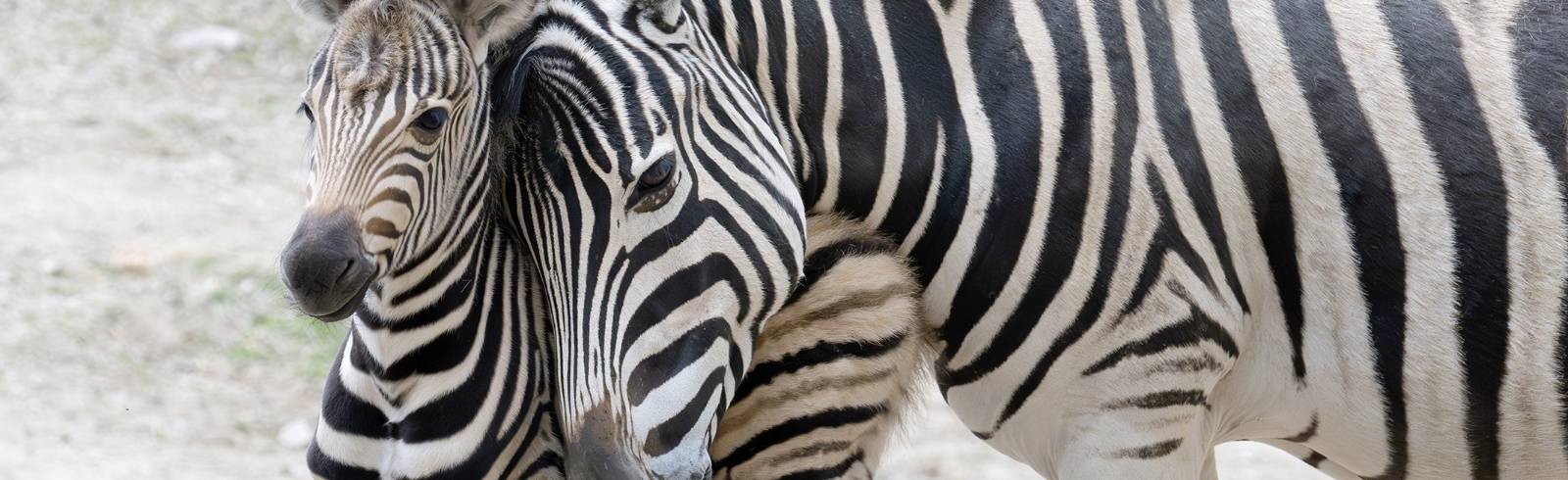 Schönbrunn: Doppelter Zebra-Nachwuchs im Tiergarten