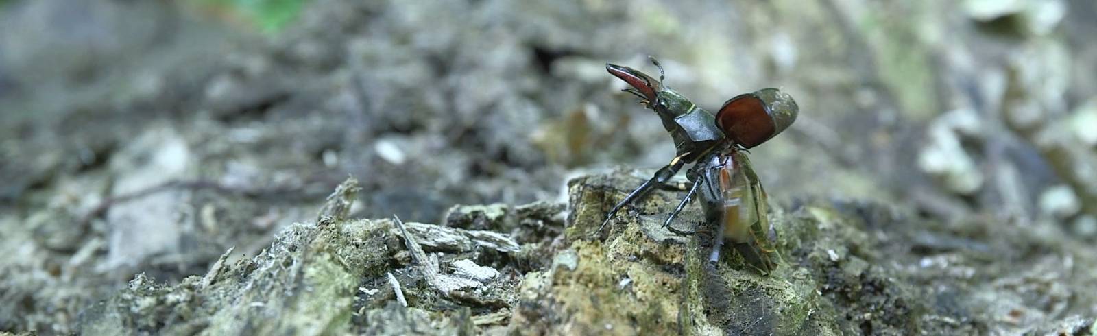 450 Käferarten: Großes Krabbeln im Tiergarten Schönbrunn