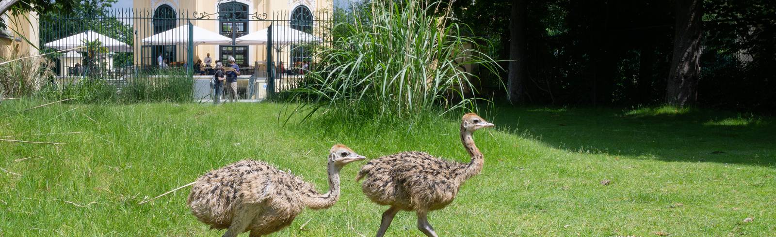 Schönbrunn: Straußen-Nachwuchs geschlüpft