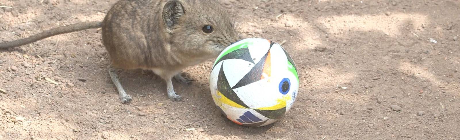 Schönbrunn: Herbert Prohaska präsentiert tierisches EM-Team