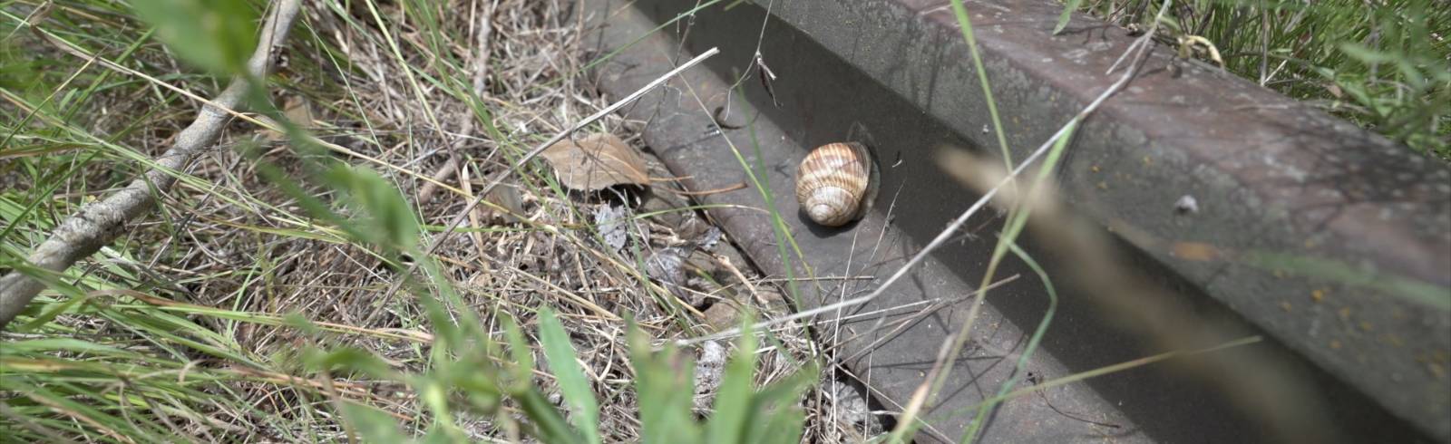 Breitenlee: Natur statt Schienen und Verbauung