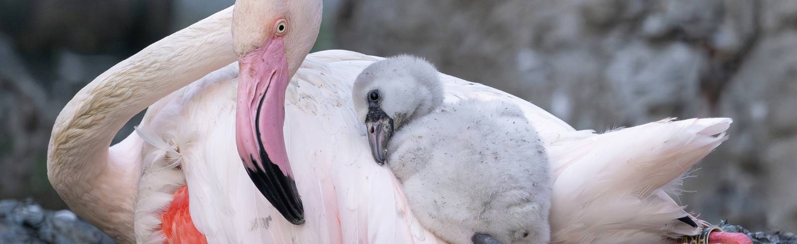 Tiergarten Schönbrunn: Endlich wieder Flamingo-Küken