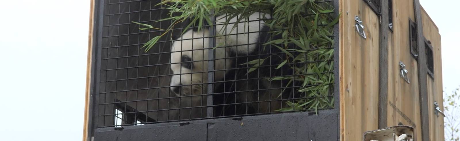 Bezirksflash: Abschied von den Pandas