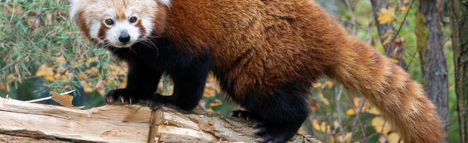 Schönbrunn: Mehr Platz für Rote Pandas