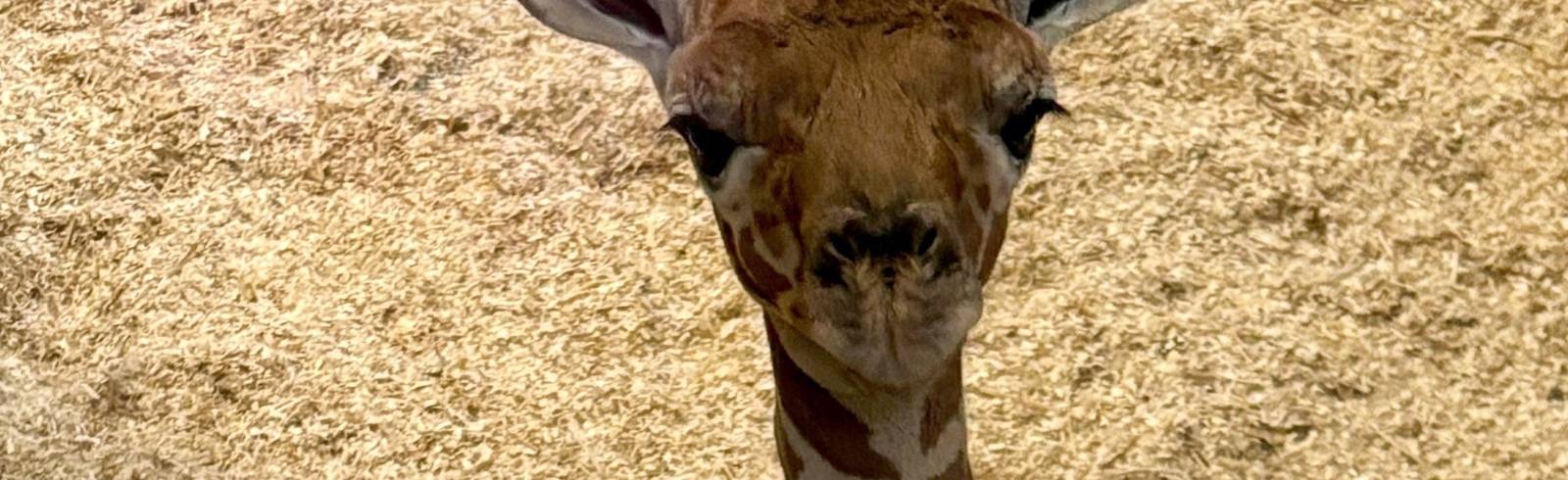 Tiergarten Schönbrunn: Giraffenbaby gestorben