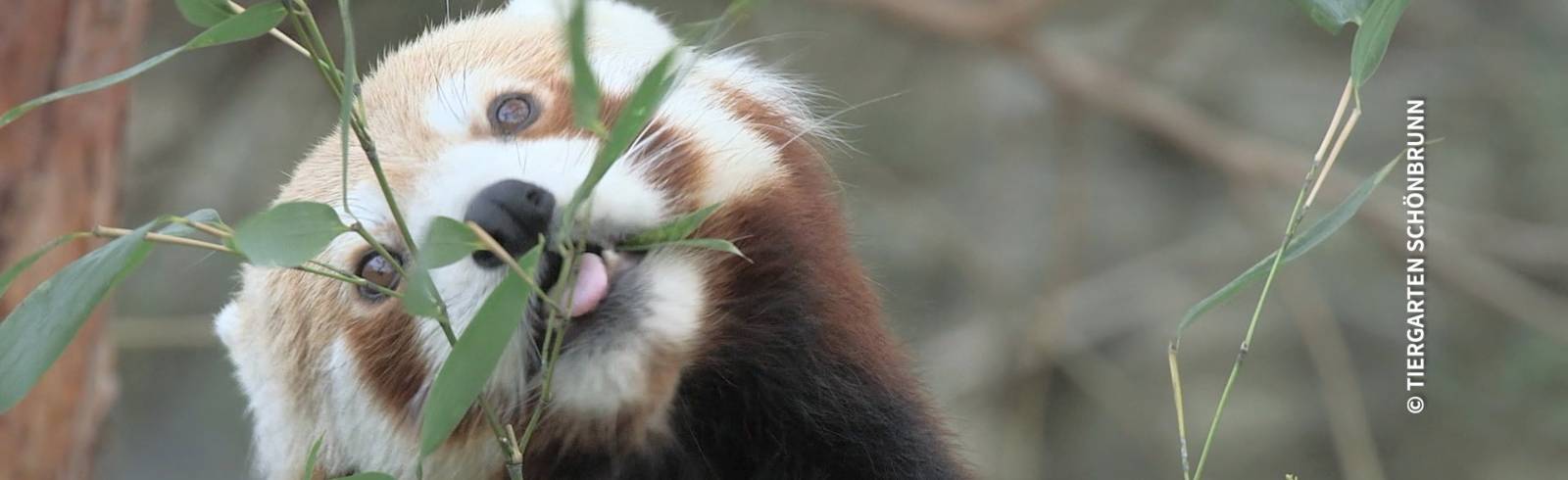 Weihnachtsüberraschung für Rote Pandas in Schönbrunn