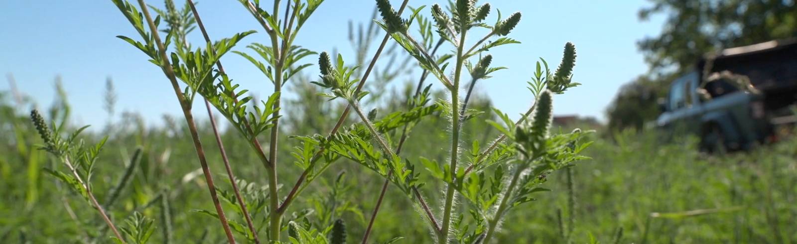 Pollen: Klimawandel verlängert Saison