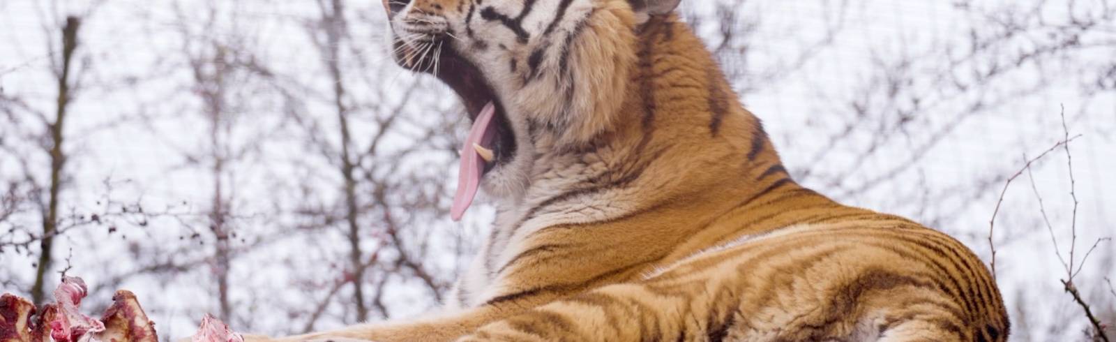 Tiergarten Schönbrunn: Sibirisches Tiger-Weibchen eingezogen