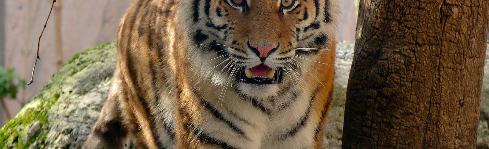 Tiergarten Schönbrunn: Sibirisches Tiger-Weibchen eingezogen