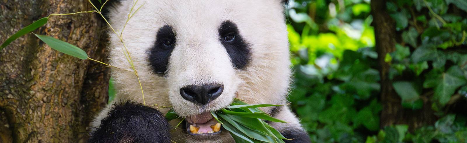 Pandas: Tiergarten verlängert Forschungspartnerschaft mit China