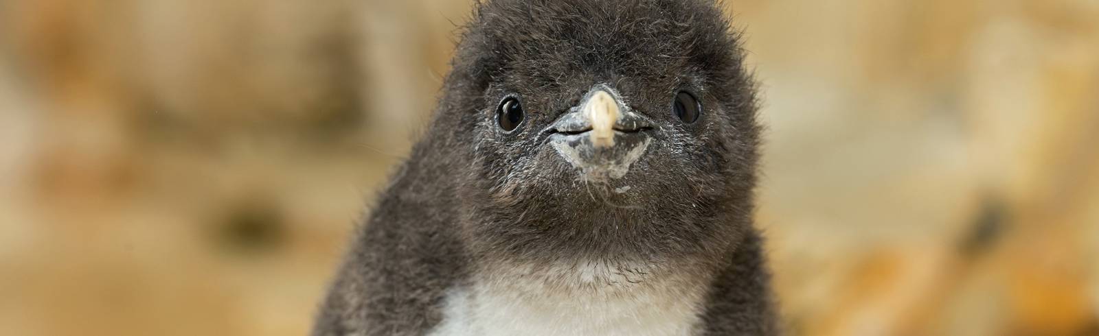 Tiergarten: Herzige Pinguin-Küken geschlüpft