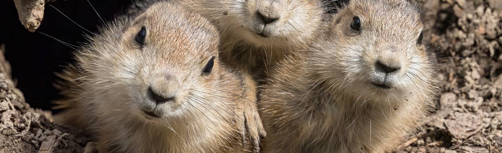 Schönbrunn: Babyboom bei Präriehunden