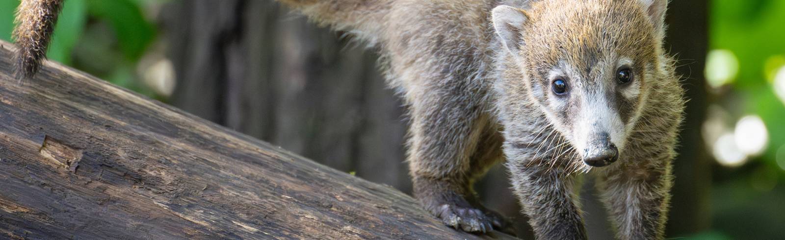 Schönbrunn: Herziger Nasenbären-Nachwuchs in neuer Anlage