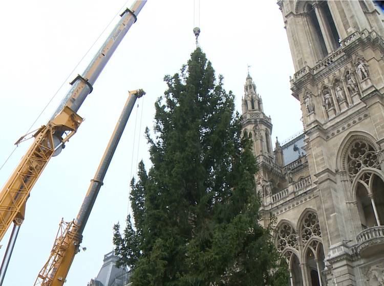 Weihnachtsbaum: Vom Ländle auf den Rathausplatz