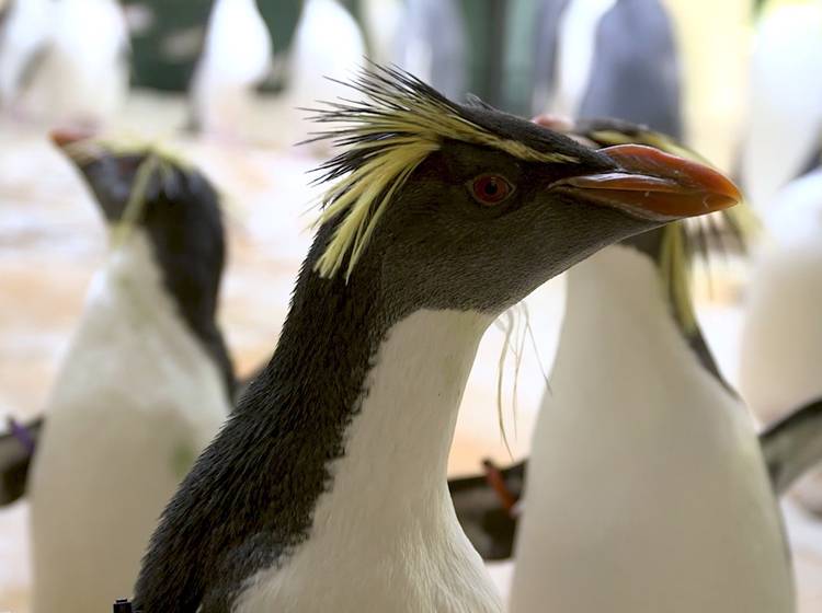 Pinguine: Von Australien nach Hietzing