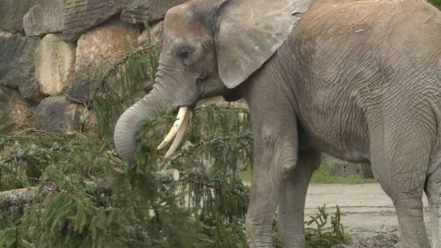 Festtagsfichte für Zoobewohner