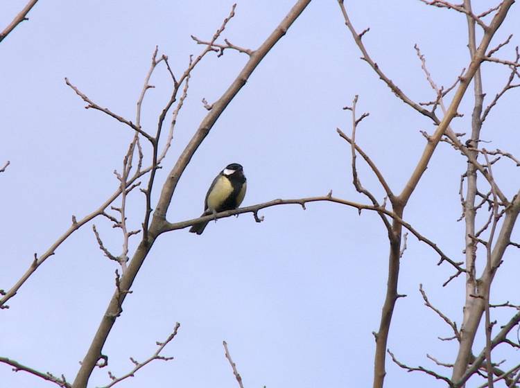 Vogelzählung: Kohlmeise im Siegesflug