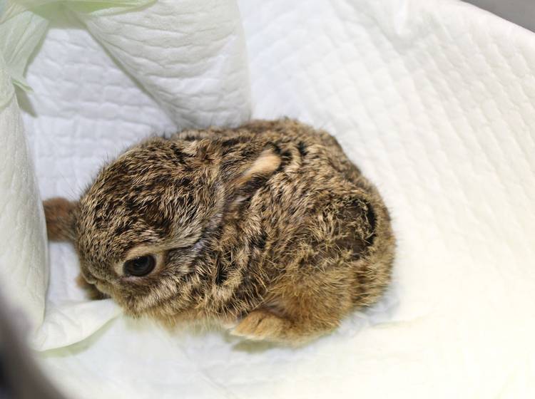 Wildtierkinderstube im Wiener Tierschutzverein