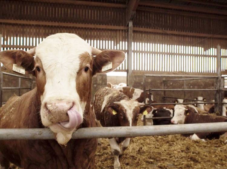 Wie "tierfreundlich" kann Fleischkonsum sein?