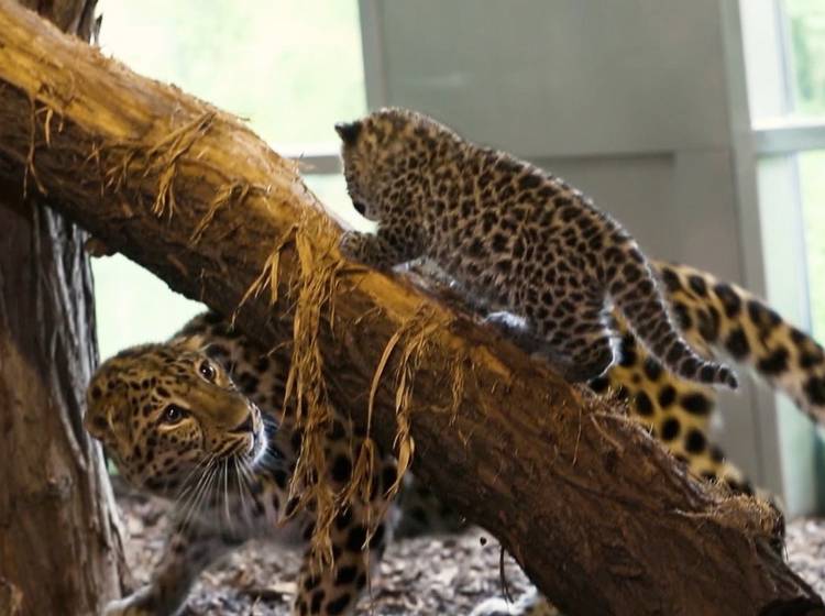 Nachwuchs bei Amur-Leoparden