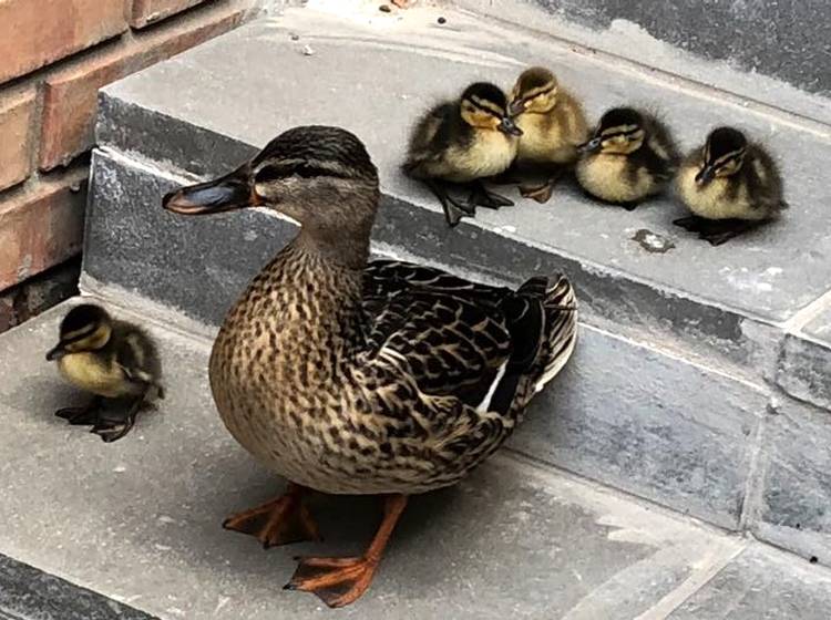 Tierische Polizei-Einsätze