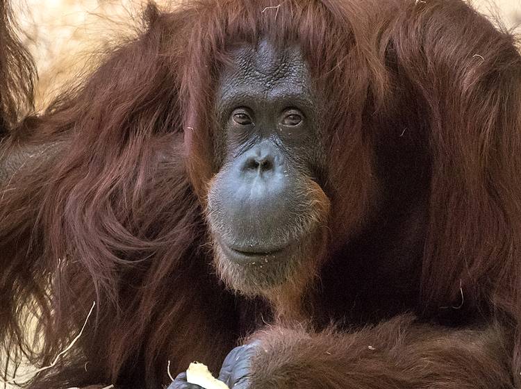 Tiergarten trauert um Nonja