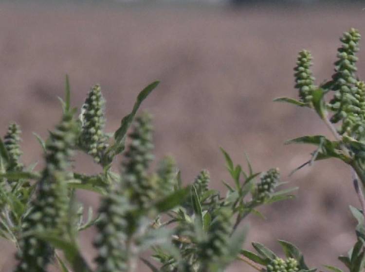 Schlechte Nachrichten für Ragweed-Allergiker*innen