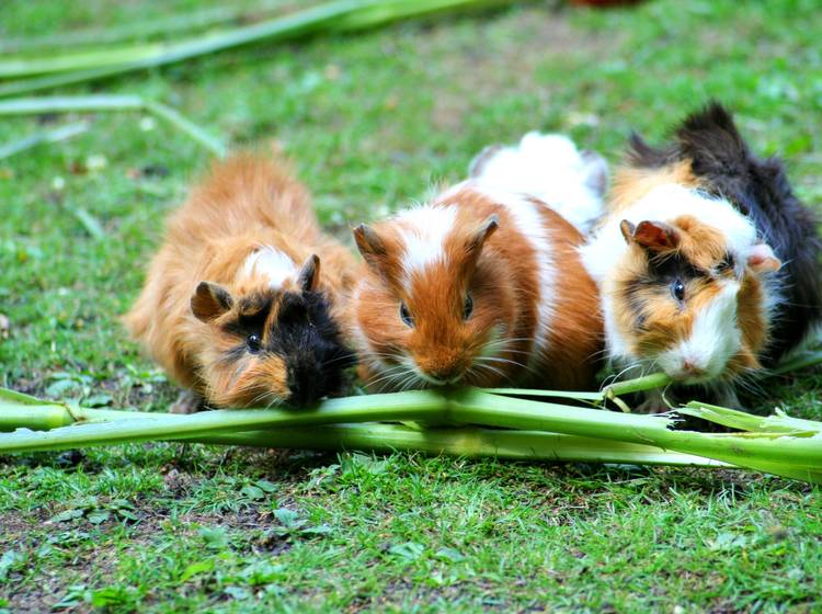 Verhalten von Meerschweindamen von Zyklus abhängig