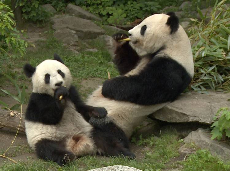 Panda Zwillinge feiern zweiten Geburtstag