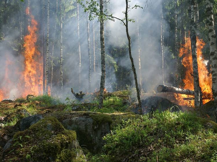 Waldbrand in Grenzgebiet Wien/Niederösterreich