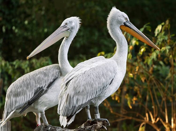 Schönbrunn: Pelikane feiern Revival