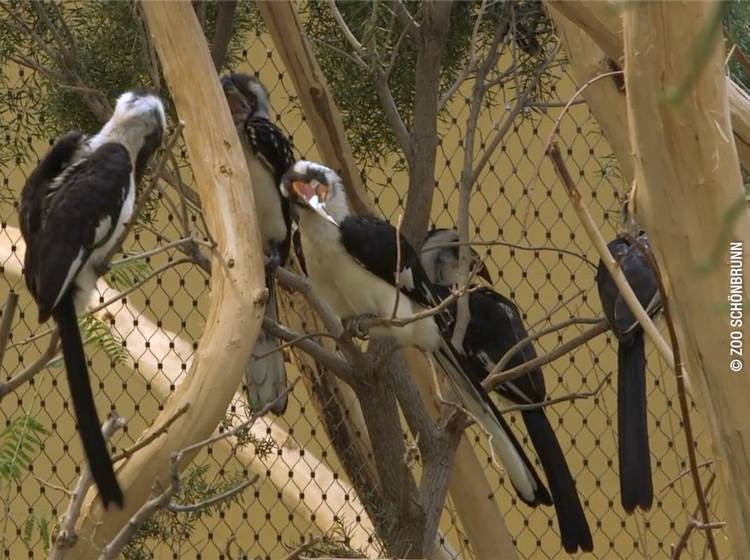 Zoo: Nachwuchs bei den Decken-Tokos