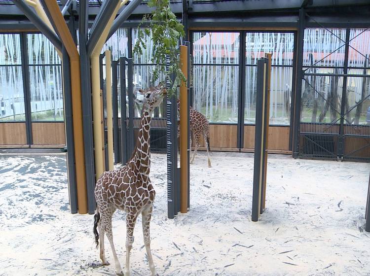 Tiergarten Schönbrunn als bester Zoo Europas geehrt