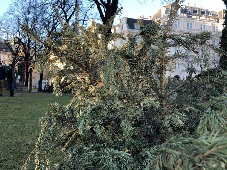 Christbaum muss zur Sammelstelle