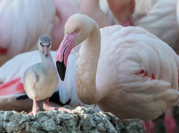 Schönbrunn: Süße Flamingoküken geschlüpft