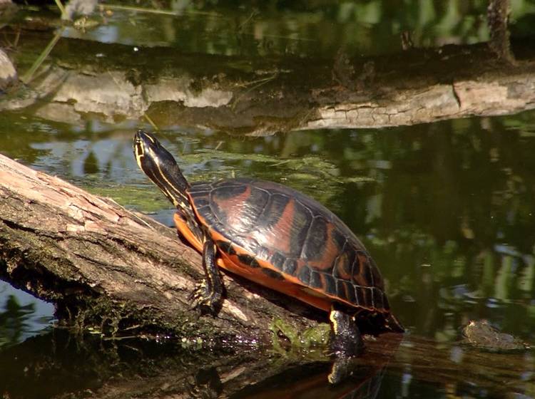 Zoo in den Blumengärten Hirschstetten