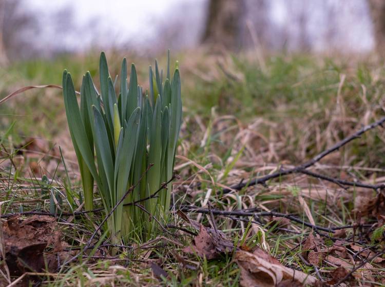 Frühling kämpft sich mühsam durch