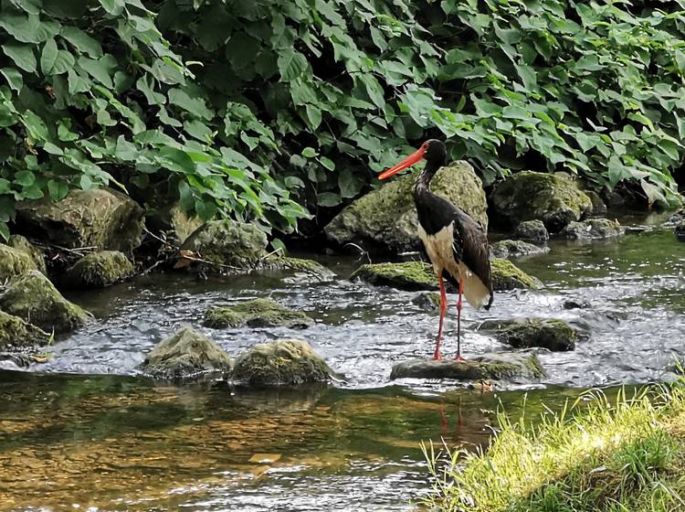 Seltener Schwarzstorch am Liesingbach gesichtet